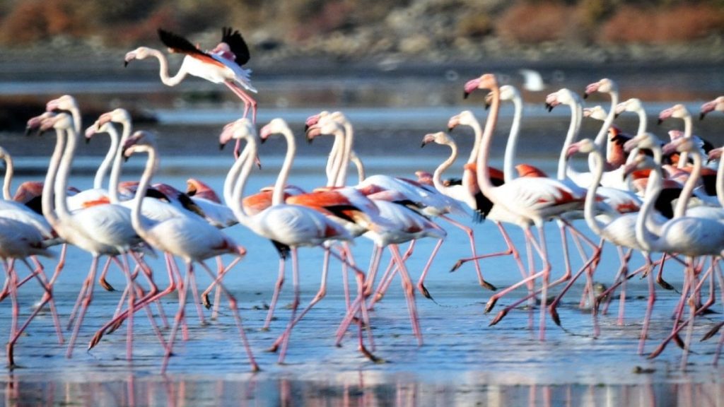 Flamingo cenneti ve antik kenti çöplüğe çevirdiler, alan can çekişiyor