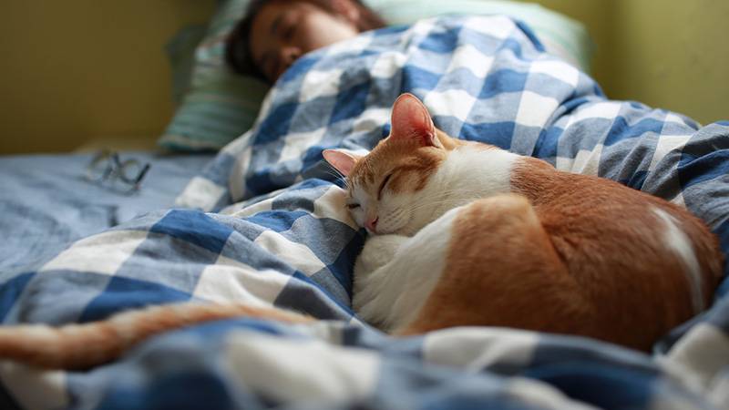 Kedi veya köpekle yatmak, uyku kalitesini bozabiliyor