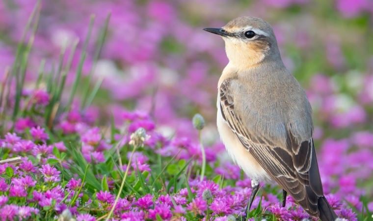 3 günde 130 türün görüntülendiği kuş göçü etkinliği