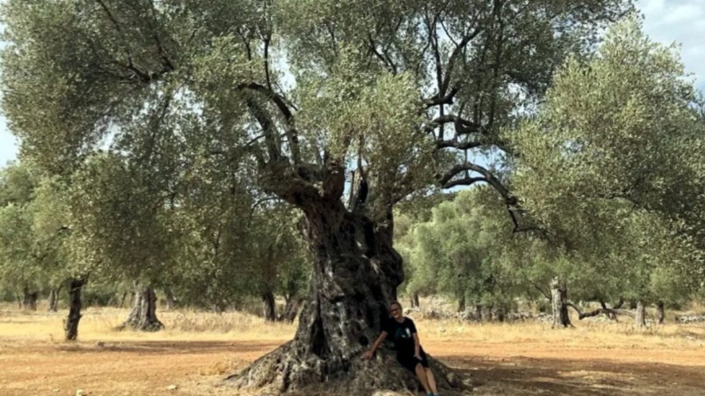 Milas’ın zeytin ağaçları turizme kazandırıldı