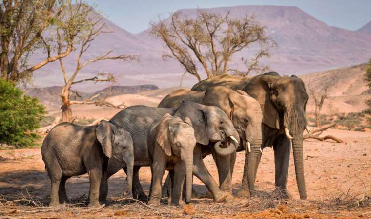 İklim krizi, Afrika’daki yaban hayatı vurdu: ‘Fillerin Göçü’ başladı