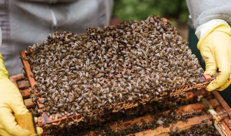 Arılardan gelen mucize enfeksiyonlardan koruyor: Propolisin faydaları