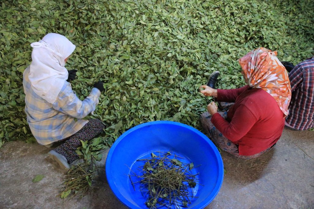 “Muğla’da Tıbbi ve Aromatik Bitkilerin Üretimi Ekonomik Gelire Dönüşüyor”