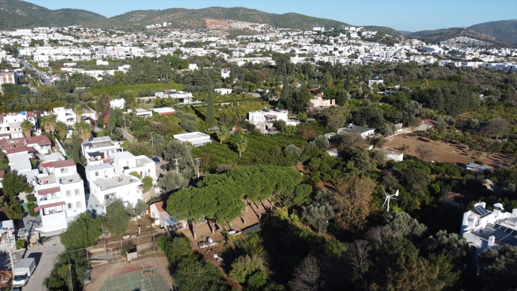 Bodrum mandalinasında bu yıl rekolte düştü