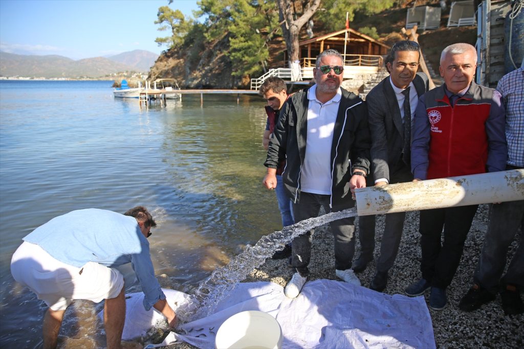 Fethiye’de 200 bin levrek yavrusu denize salındı
