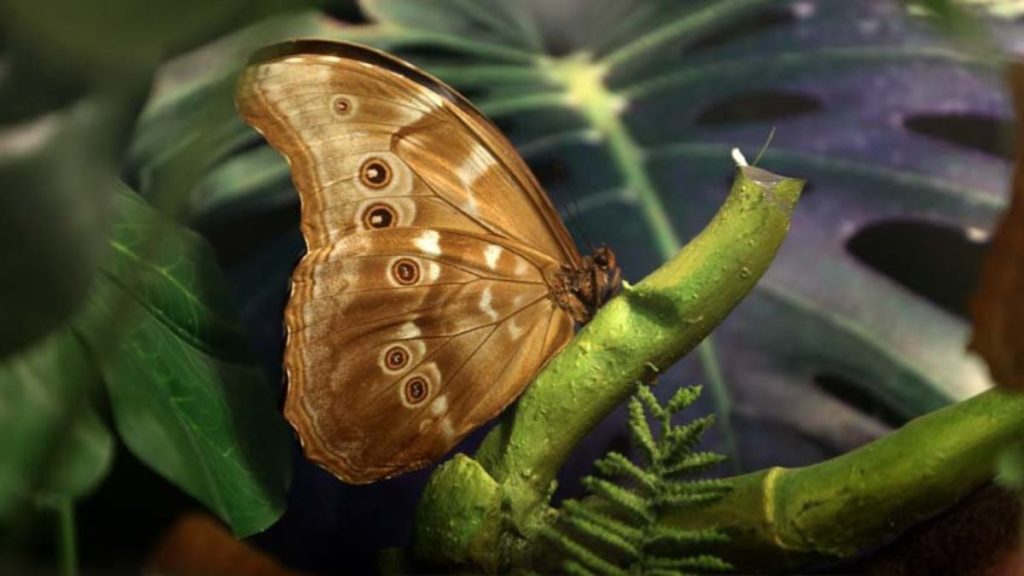Konya Tropikal Kelebek Bahçesi üç milyon ziyaretçiyi geçti
