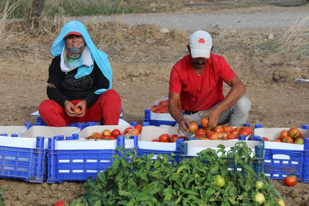 Muğla Datça’da güz domatesi hasadına başlandı