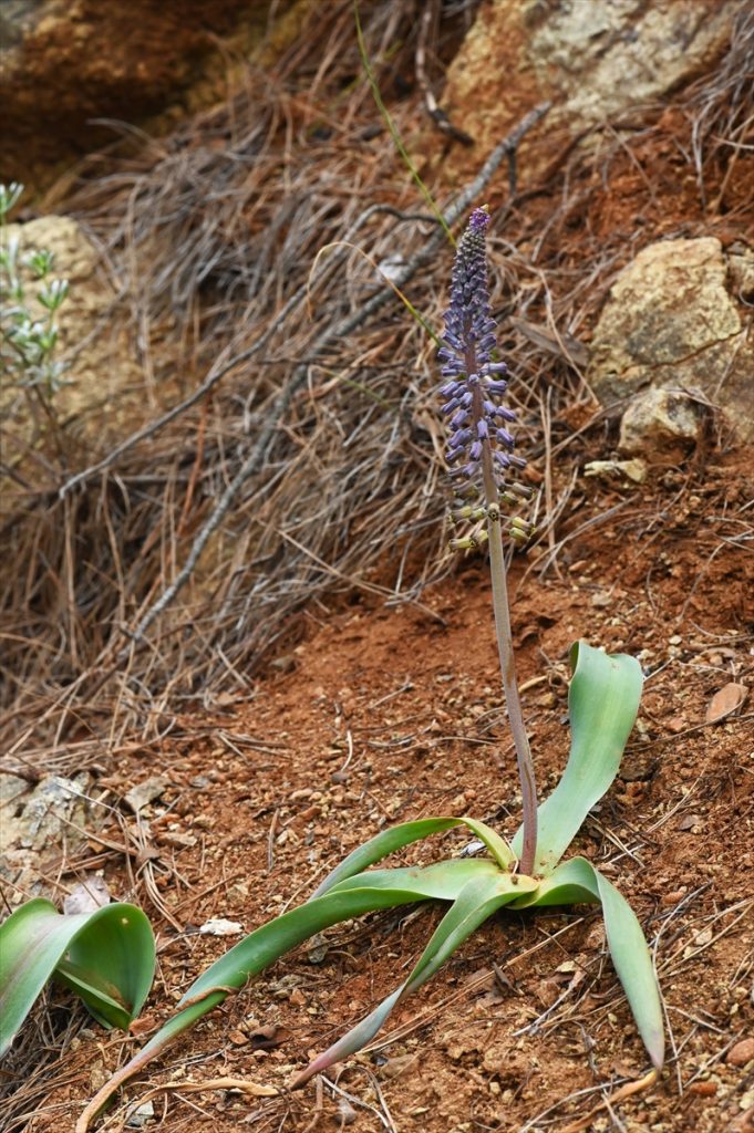Muğla’daki yeni endemik bitki türüne “Balan Sümbülü” ismi verildi