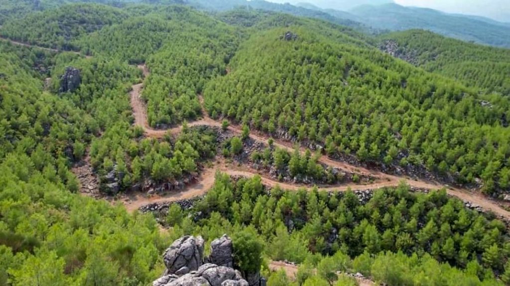 Biyoçeşitliliği tehdit eden istilacı yabancı bitki türleri hakim tür haline geliyor