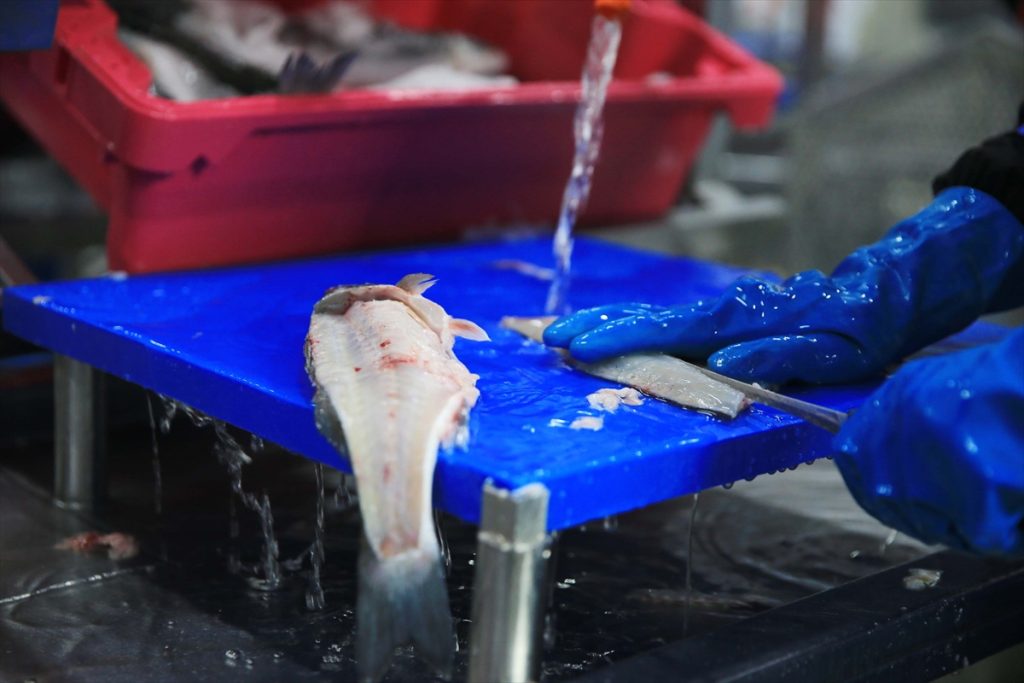Muğla’dan 11 ayda 700 milyon dolarlık balık ihracatı yapıldı
