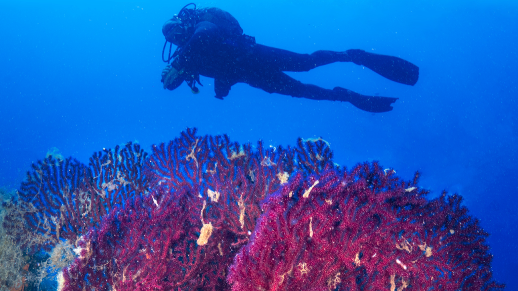Nesli tehlike altındaki kırmızı mercanlar görüntülendi