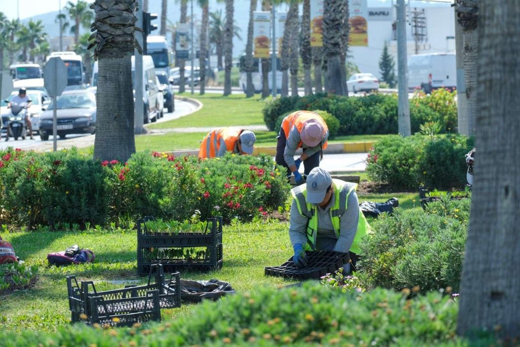 Bodrum Belediyesi, ana yol üzeri kavşaklar ve refüj alanlarını mevsimlik çiçeklerle donatıyor.