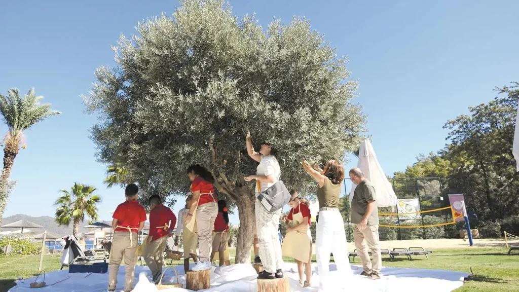 Türkiye, sofralık zeytin üretiminde dünya liderliğini koruyor